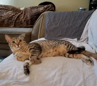 Cas
