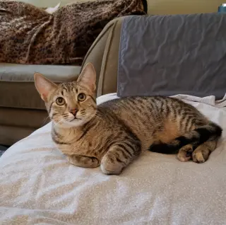 Cas