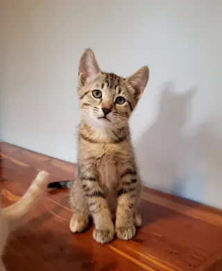 Cas
