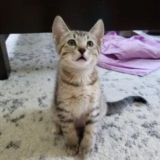 Cas