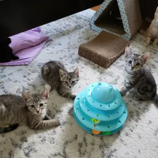 Cas