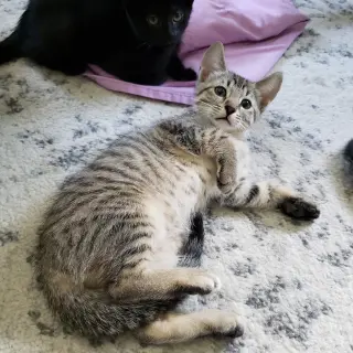 Cas