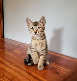 Cas