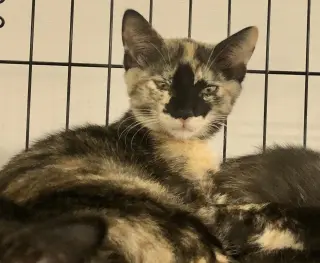 Rosemary