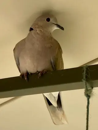 George