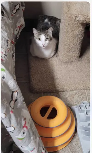Flynn