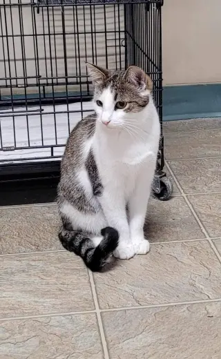 Flynn