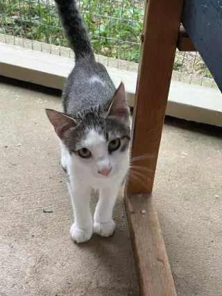 Flynn
