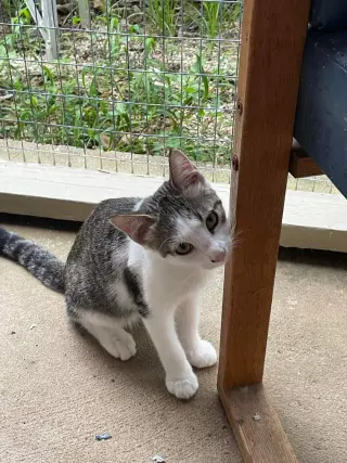 Flynn