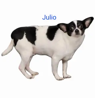 Julio