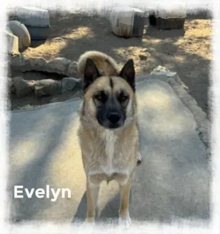Evee