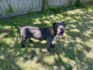 Flynn