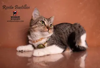 ROSITA BUSTILLOS