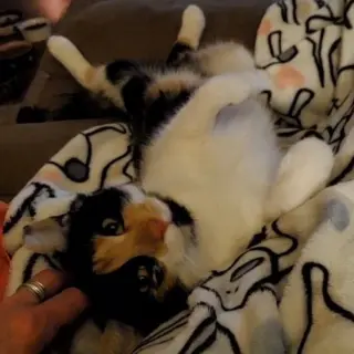 Punkin Pie