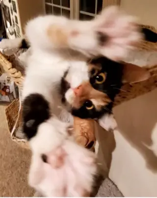 Punkin Pie