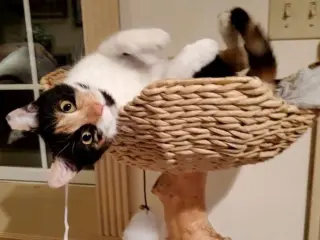 Punkin Pie