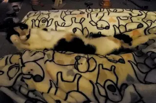 Punkin Pie