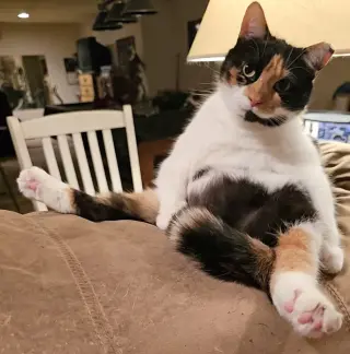 Punkin Pie