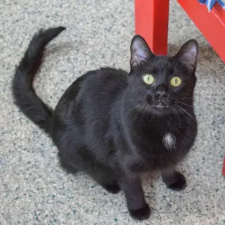 Mason