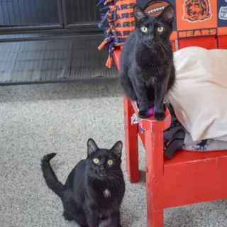 Mason