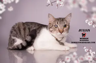 JULIAN