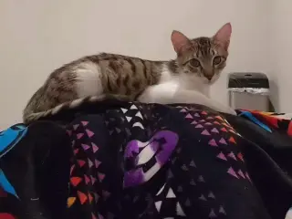 JULIAN