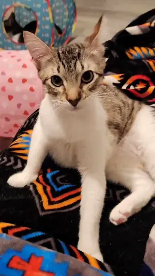 JULIAN