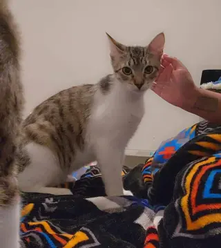 JULIAN