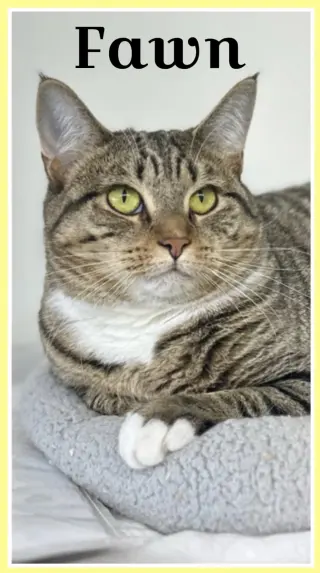 Fawn, Willow Grove Area (FCID 05/31/2023-16)
