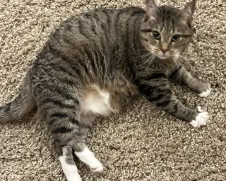 Fawn, Willow Grove Area (FCID 05/31/2023-16)