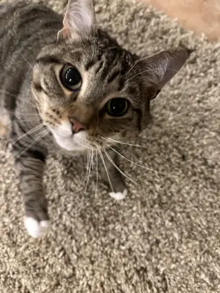 Fawn, Willow Grove Area (FCID 05/31/2023-16)