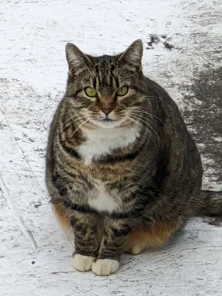 GIGI 2  (COURTESY POST)