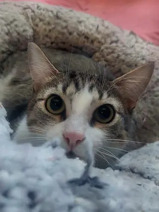 JUAN CARLOS