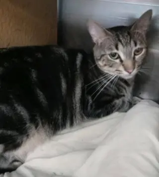 Tina - Petsmart Plantation Foster Home