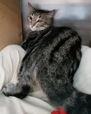 Tina - Petsmart Plantation Foster Home