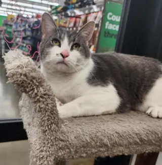 Bo (bonded to Luke)