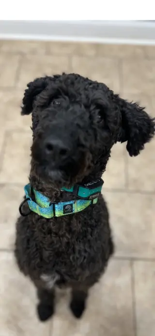 CHESNEY (COURTESY POST)