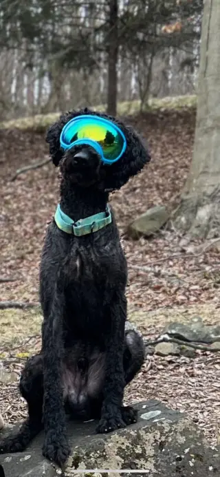 CHESNEY (COURTESY POST)