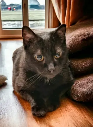 Fritz FIV+