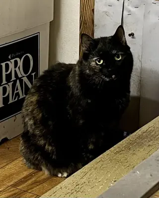 Lilly - Barn Cat
