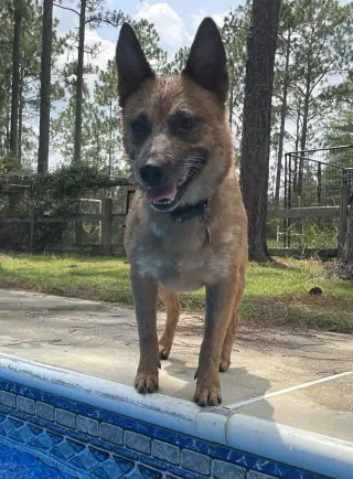 Stubby