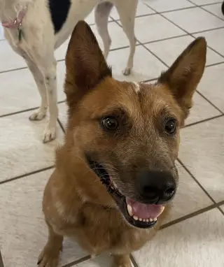 Stubby