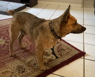 Stubby