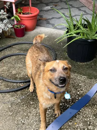 Stubby