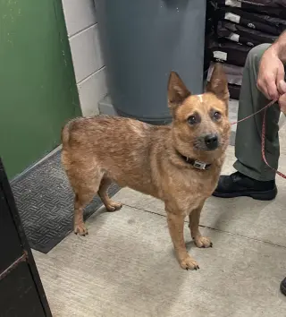Stubby