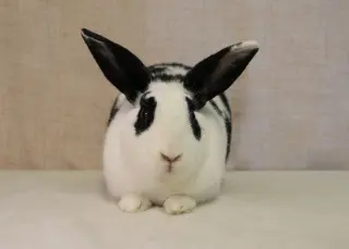 Retta