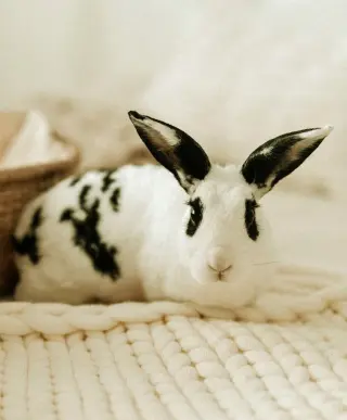 Retta