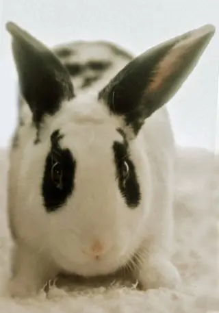 Retta