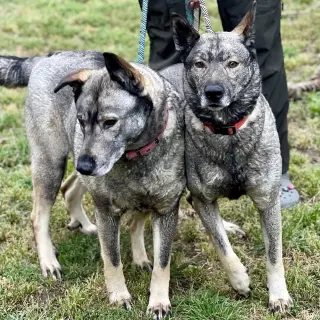 Freida and Dallen