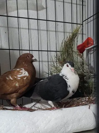 Cocoa w/ Oreo